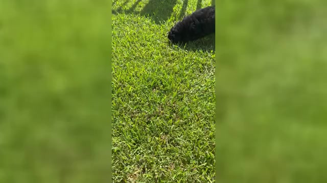Video preview image #8 Miniature Bernedoodle Puppy For Sale in AUBURNDALE, FL, USA