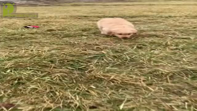Video preview image #7 Golden Retriever Puppy For Sale in WARSAW, IN, USA