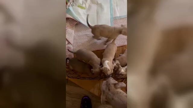 Video preview image #1 American Bully Puppy For Sale in DUNDALK, MD, USA