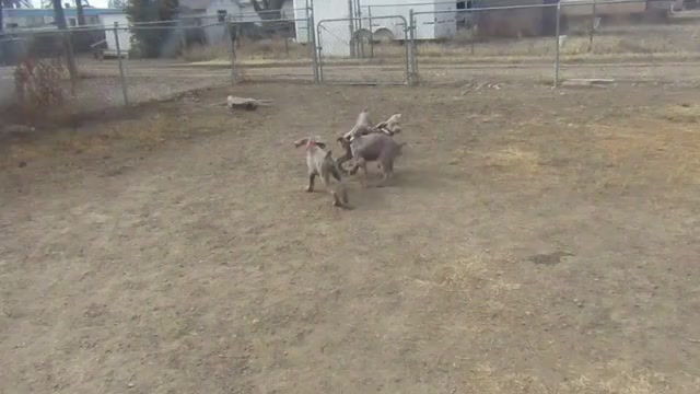 Video preview image #6 Weimaraner Puppy For Sale in LAS ANIMAS, CO, USA