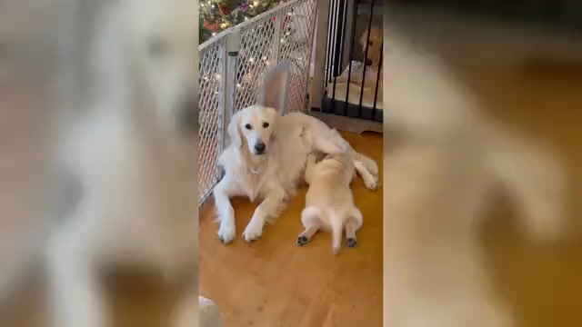 Video preview image #1 Golden Retriever Puppy For Sale in INGLESIDE, TX, USA