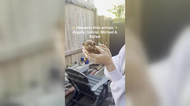 Video preview image #1 Maltipoo (Toy) Puppy For Sale in MANHATTAN BEACH, CA, USA