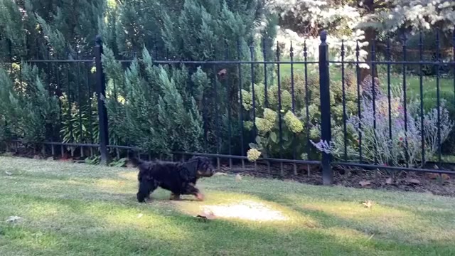 Video preview image #3 Goldendoodle Puppy For Sale in TOPEKA, KS, USA