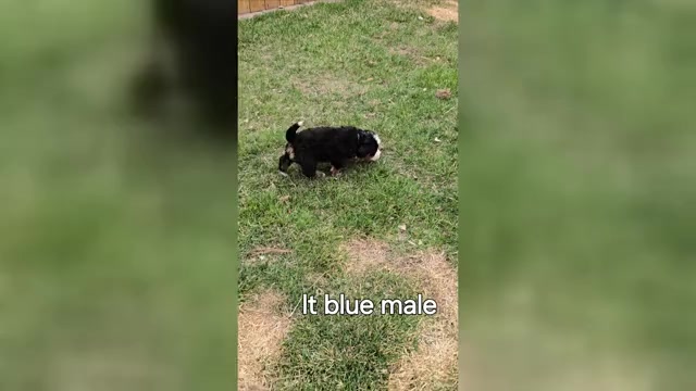 Video preview image #7 Bernese Mountain Dog Puppy For Sale in SALMON, ID, USA