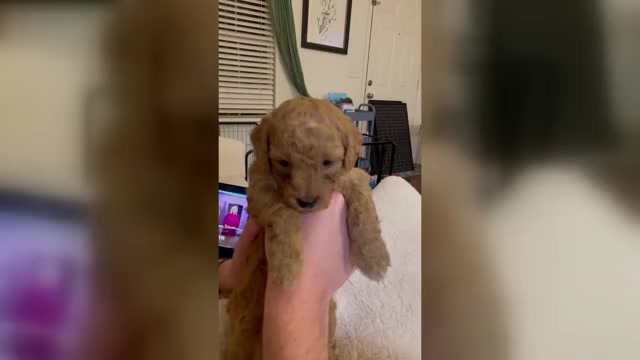 Video preview image #1  Breeder Profile in NASHVILLE, TN, USA