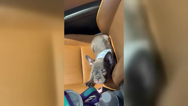 Video preview image #1 French Bulldog Puppy For Sale in ORLANDO, FL, USA
