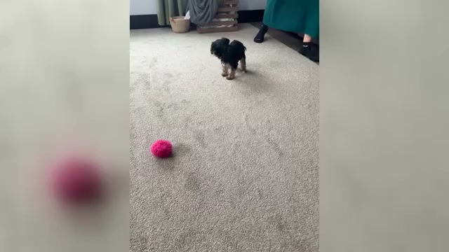 Video preview image #2 Yorkshire Terrier Puppy For Sale in NAPPANEE, IN, USA