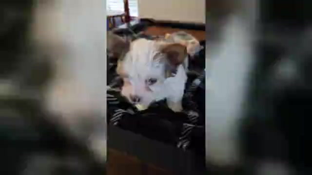 Video preview image #1 Yorkshire Terrier Puppy For Sale in SCHERTZ, TX, USA