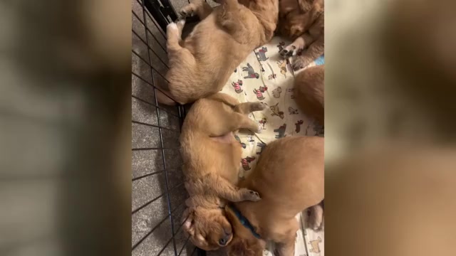 Video preview image #1 Golden Retriever Puppy For Sale in HARRISON, OH, USA