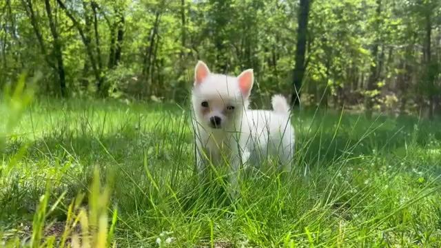 Video preview image #3 Pomsky Puppy For Sale in DRACUT, MA, USA
