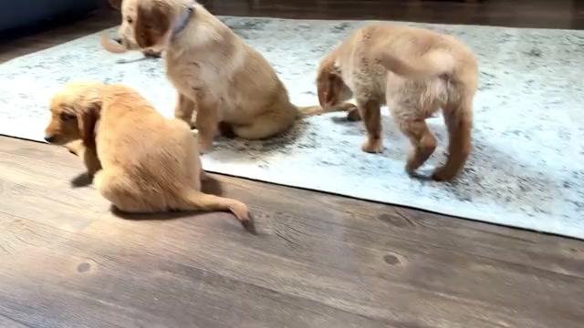 Video preview image #2 Golden Retriever Puppy For Sale in WAKARUSA, IN, USA