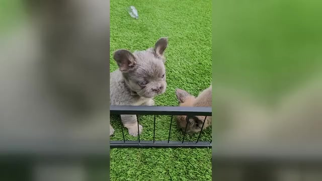 Video preview image #6 French Bulldog Puppy For Sale in LAS VEGAS, NV, USA