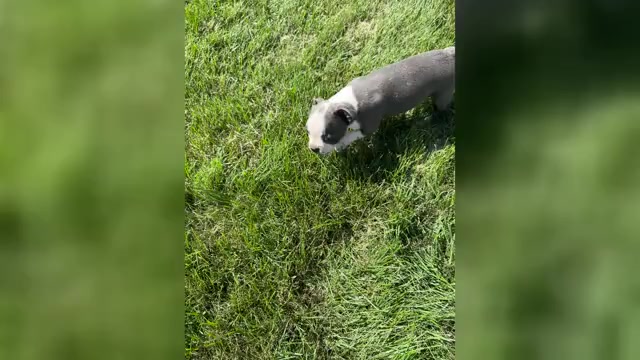 Video preview image #1 Boston Terrier Puppy For Sale in BREMEN, IN, USA