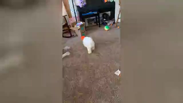 Video preview image #2 Bichon Frise Puppy For Sale in WAYLAND, MI, USA