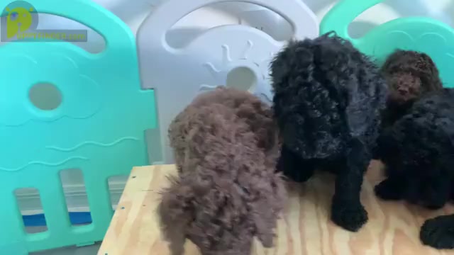 Video preview image #2 Double Doodle Puppy For Sale in NORTH PORT, FL, USA
