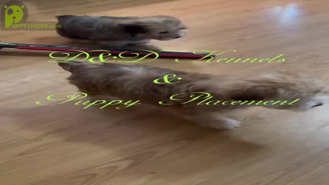 Video preview image #1  Breeder Profile in RIPLEY, MS, USA