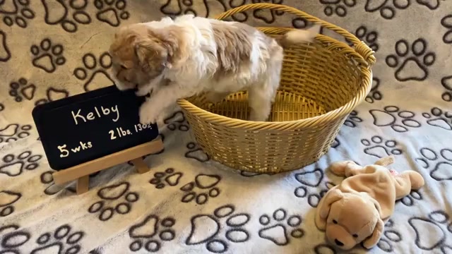 Video preview image #2 Poochon Puppy For Sale in AUBURN, MA, USA