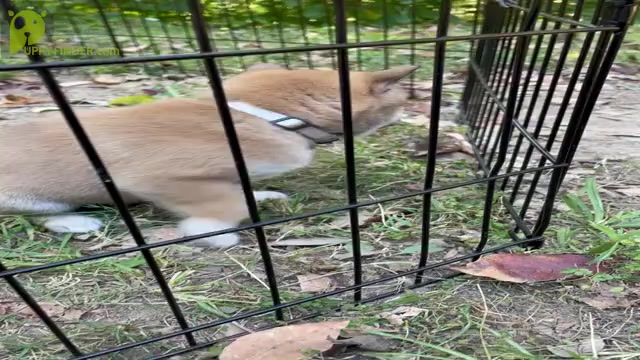 Video preview image #2 Shiba Inu Puppy For Sale in NEW ATHENS, IL, USA