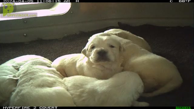 Video preview image #3 English Cream Golden Retriever Puppy For Sale in GUTHRIE, KY, USA