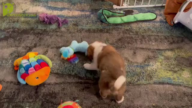 Video preview image #3 Saint Bernard Puppy For Sale in SAVANNAH, MO, USA
