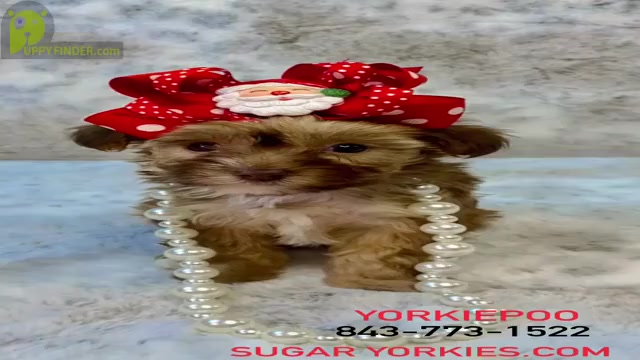Video preview image #2  Breeder Profile in STANTONVILLE, TN, USA