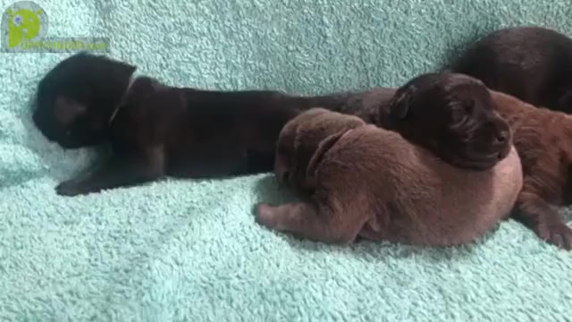 Video preview image #1 Labrador Retriever Puppy For Sale in HOLLY SPRINGS, NC, USA