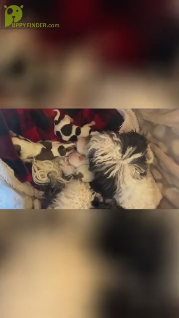Video preview image #2 Havanese Puppy For Sale in WICKENBURG, AZ, USA