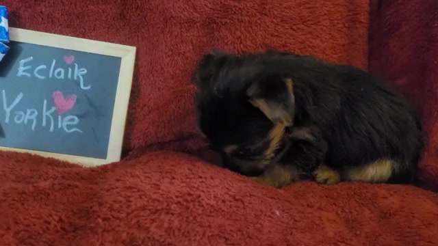 Video preview image #1 Yorkshire Terrier Puppy For Sale in AKRON, OH, USA