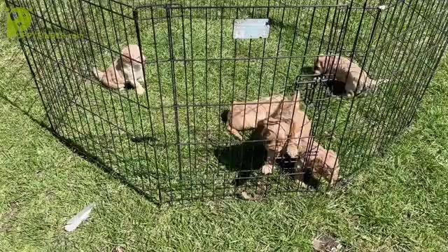 Video preview image #1 Goldendoodle (Miniature) Puppy For Sale in MOUNT PLEASANT, MI, USA