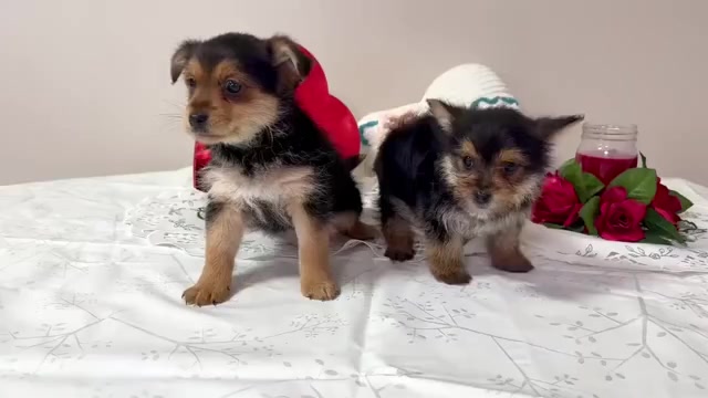 Video preview image #1 Yoranian Puppy For Sale in WAKARUSA, IN, USA