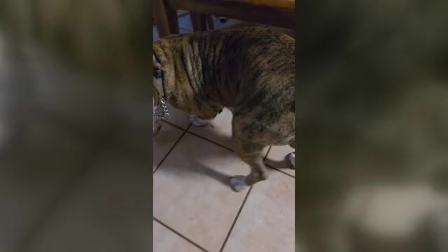 Video preview image #1 Olde English Bulldogge Puppy For Sale in AUSTIN, TX, USA