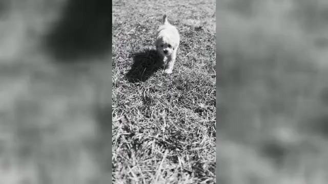 Video preview image #4 Maltipoo Puppy For Sale in WARSAW, IN, USA