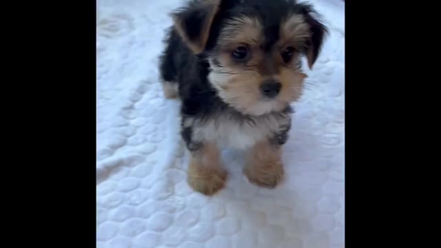 Video preview image #1 Morkie Puppy For Sale in ROCK STREAM, NY, USA