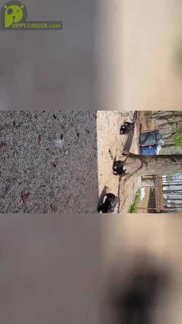 Video preview image #3 Scottish Terrier Puppy For Sale in NEOSHO, MO, USA