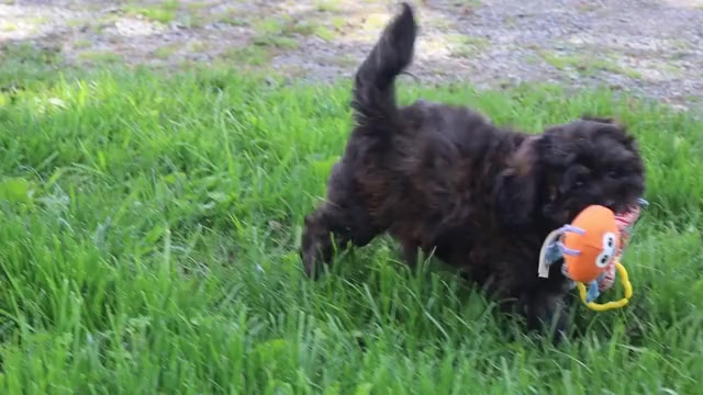 Video preview image #5 ShihPoo Puppy For Sale in THORP, WI, USA