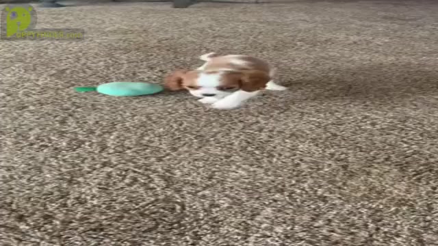 Video preview image #14 Cavalier King Charles Spaniel Puppy For Sale in WARSAW, IN, USA