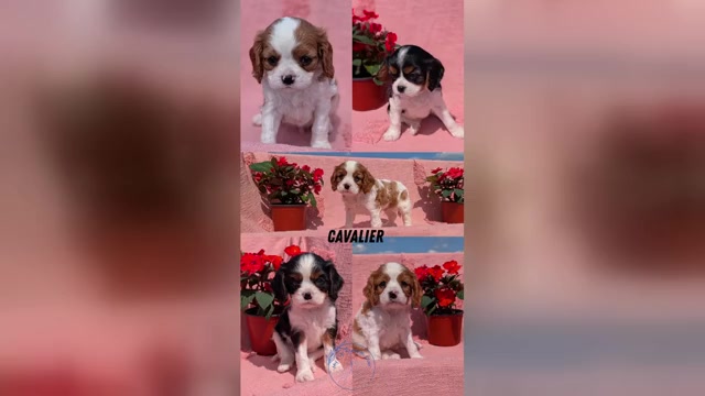 Video preview image #1 Cavalier King Charles Spaniel Puppy For Sale in GOSHEN, IN, USA