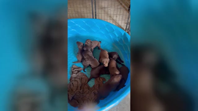 Video preview image #1 Labrador Retriever Puppy For Sale in PIERSON, FL, USA