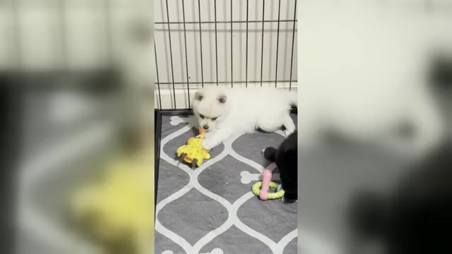 Video preview image #1 Pomsky Puppy For Sale in DE SOTO, KS, USA