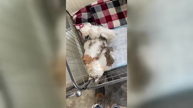 Video preview image #1  Breeder Profile in MENOMINEE, MI, USA
