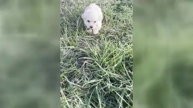 Video preview image #1 Maltipoo Puppy For Sale in WARSAW, IN, USA