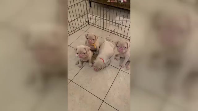 Video preview image #1 Pug Puppy For Sale in ESCONDIDO, CA, USA