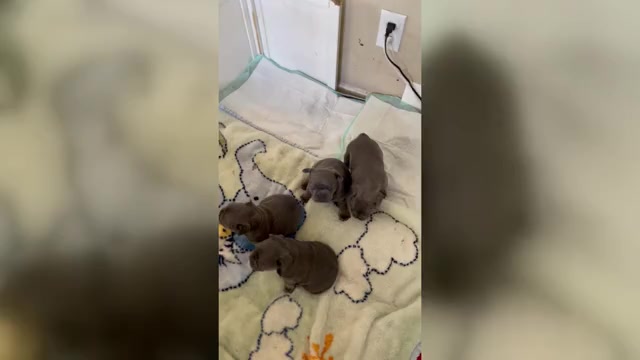 Video preview image #1 French Bulldog Puppy For Sale in RALEIGH, NC, USA