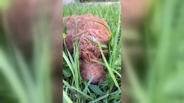 Video preview image #1 Goldendoodle Puppy For Sale in GIBSONTON, FL, USA