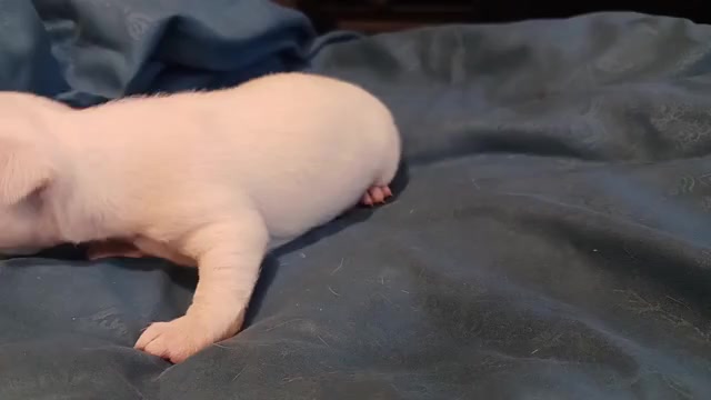 Video preview image #2 Chihuahua Puppy For Sale in BELLE FOURCHE, SD, USA
