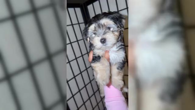 Video preview image #1  Breeder Profile in DANIA BEACH, FL, USA