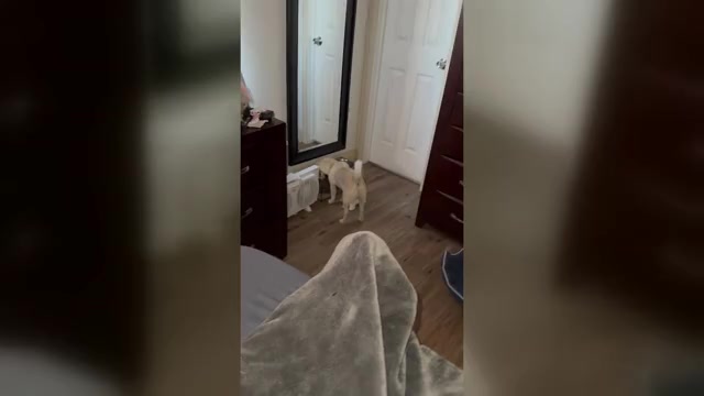 Video preview image #10 Pomsky Puppy For Sale in LOVELAND, CO, USA