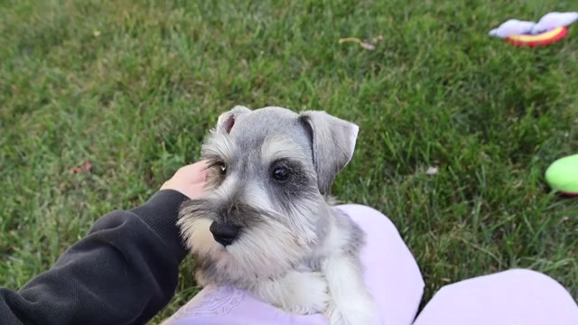 Video preview image #1 Schnauzer (Miniature) Puppy For Sale in SYRACUSE, IN, USA
