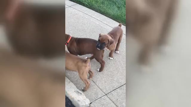 Video preview image #1 Boxer Puppy For Sale in APPLE CREEK, OH, USA
