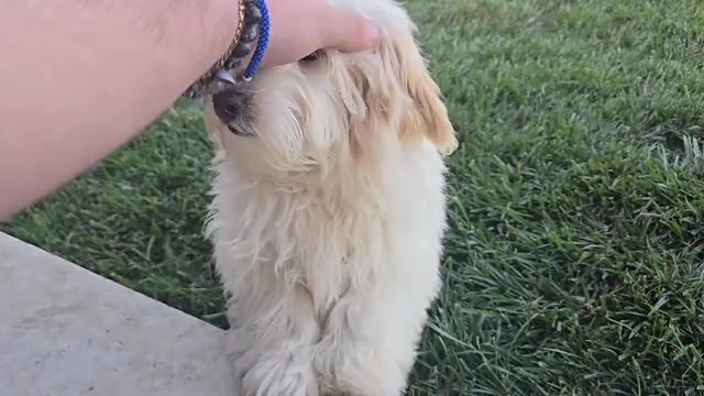 Video preview image #1 Poovanese Puppy For Sale in LEES SUMMIT, MO, USA